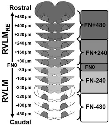 Sedentary Conditions Promote Subregionally Specific Changes in Brain-Derived Neurotrophic Factor in the Rostral Ventrolateral Medulla